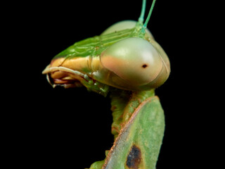 Giant African Mantis. Sphodromantis viridis.  