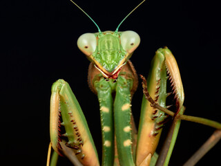 Giant African Mantis. Sphodromantis viridis.  