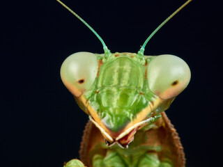 Giant African Mantis. Sphodromantis viridis.  