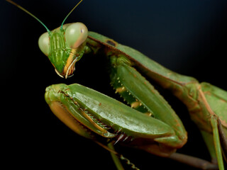 Giant African Mantis. Sphodromantis viridis.  
