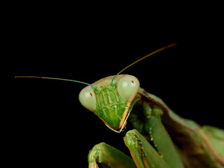 Giant African Mantis. Sphodromantis viridis.  