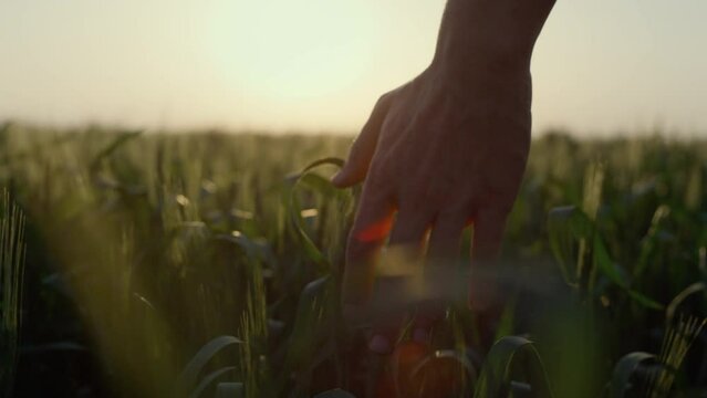 Farmer walking wheat field in sunset close up. Man checking harvest evening time