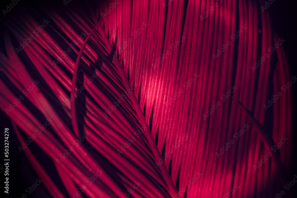 Poster close up beautiful palm leaf in red light. minimalism retro style concept. background pattern textur