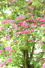 pink blossom in spring