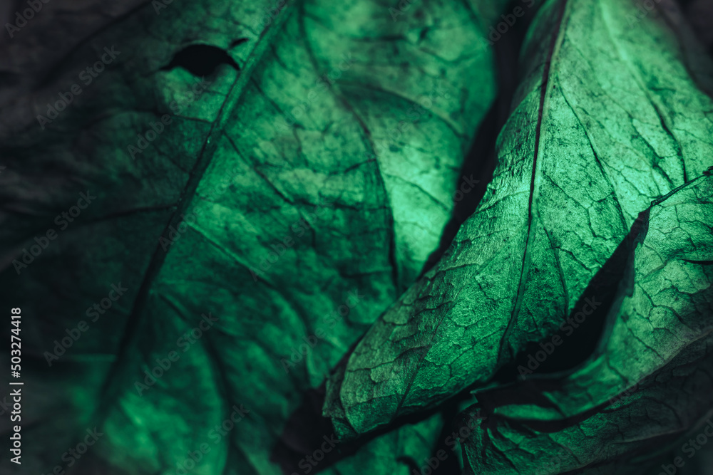 Aufkleber close up beautiful abstract leaf in neon light. minimalism modern style concept. background pattern 