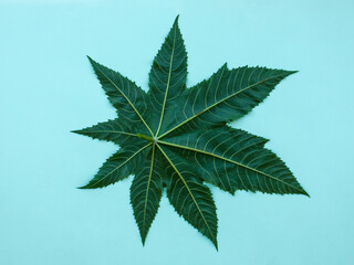 Flat lay big green leaf on pale blue background  