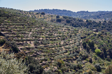 Olive field. Olive plantations for the oil industry