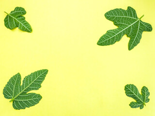 Naklejka na ściany i meble Flat lay four different sized green fig leaves on yellow background with copy space