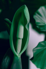 Close up macro shot of a the growing pistil of a beautiful Alocasia flower, indoor tropical...