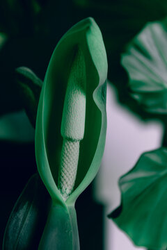 Close up macro shot of a the growing pistil of a beautiful Alocasia flower, indoor tropical houseplant. Green moody atmosphere, phallic shape, nature's mysteries.