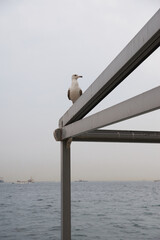 Seagull sitting on a sunroof structure overlooking the scene with the bosporus in Instanbul, Turkey...