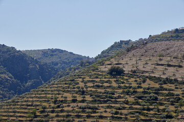 Olive field. Olive plantations for the oil industry