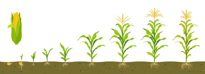 Growth cycle of sweet corn in soil with development of root system. © JuliaBliznyakova
