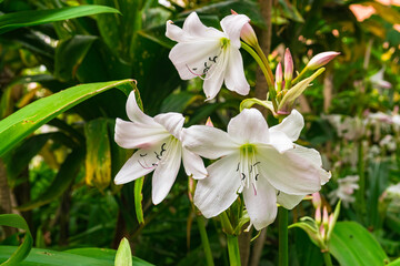 Crinum moorei flowers blooming, close view, with green garden background