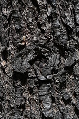 bark of tree