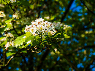 Hawthorn Blossom in a Lancashire garden is called May Blossom. There is a local saying 'Ne'er cast...