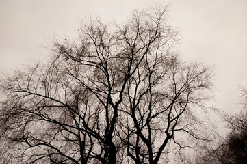 Bare tree branches against the gray sky