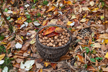 a wicker basket of walnuts stands amidst fallen autumn leaves