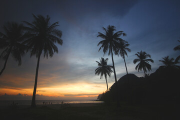 tropical palm tree at sunset