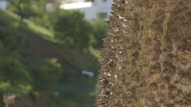 Spikes and thorns on the trunk of a tree