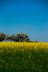 Fototapeta premium a yellow field of flowering trees and the blue sky. A field of yellow flowering rapeseed contrasts with the blue sky and apple blossoms.