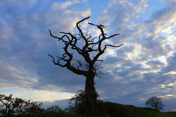 Silhouette of a Dead Tree with a Beautiful Sky in the background. County Durham, England, UK.