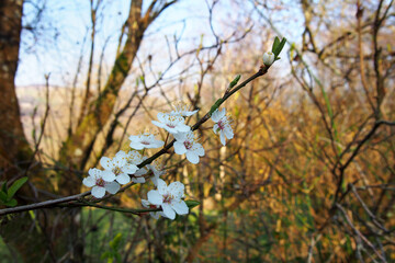 close up of wild blackthorn blossom flowers against a blurred nature background of sunlit spring...