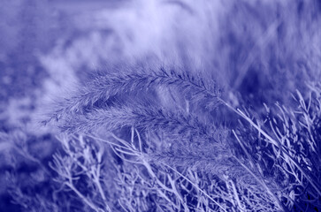 Fountain grass in very peri color of the year, 2022 for background.