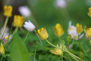 Macro image of a Fig Buttercup on a Spring Day. County Durham, England, UK.