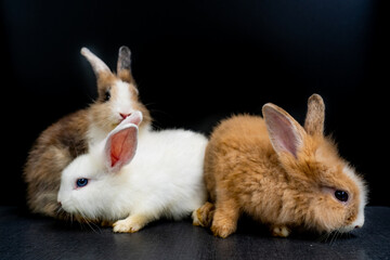 three  brown and white rabbit isolated sitting on  black background.
