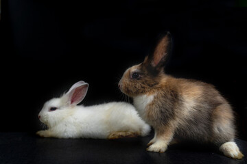 Obraz premium Two lovely brown rabbit isolated sitting on black background. 