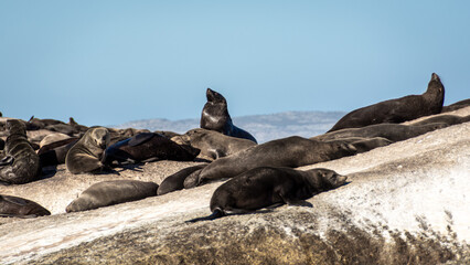 Seals