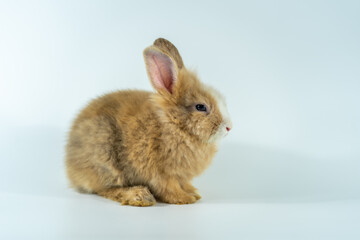 Young rabbit sitting on a white background.