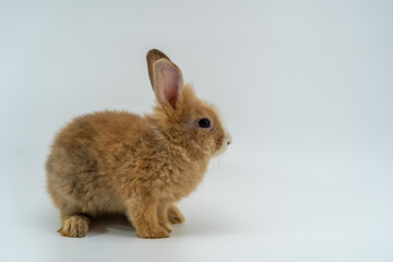 Young rabbit sitting on a white background.