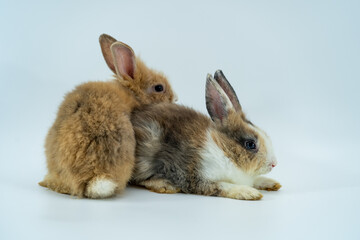 Brown  rabbit isolated sitting on white background. 