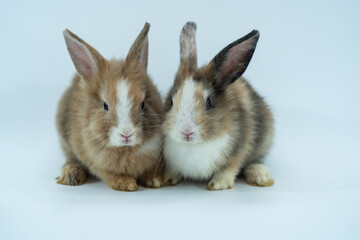 Brown  rabbit isolated sitting on white background. 