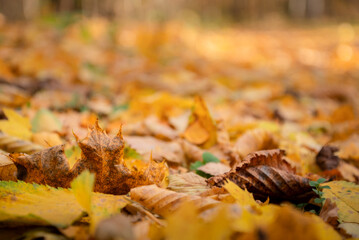 Blurred autumnal background with yellow fallen leaves on ground