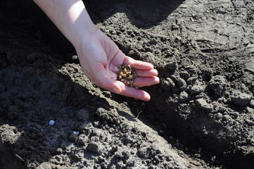 female hand with seeds on earth background. planting plants in the ground