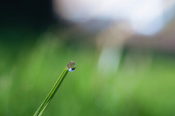 Close up rain drop on green leaf with in the morning. Morning dew transparent water on wild forest, Beautiful Fresh natural background for eco friendly concept