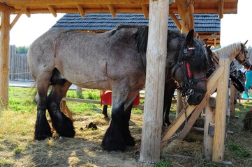 The horse of a heavy truck stands in a stall on the street, Flanders horse. Brabant stallion at the show