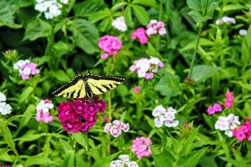 Butterfly on a Flower
