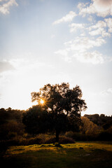 tree at sunset