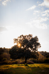 tree at sunset