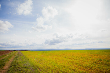 field and sky