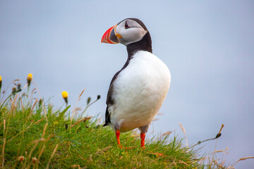 paffin bird sitting on the grass of the island Heimaey. Vestmannaeyjar Archipelago. Iceland