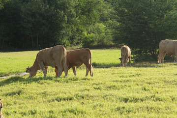 Naklejka na ściany i meble The cows are eating grass on the pasture of the farmer's farm, have a wire and release a small electric current, preventing the cow to escape from the farm in the evening the setting sun