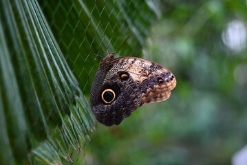 Large brown butterfly owl (Caligo memnon) hanging on a wired fence against a green background of trees. Beautiful with a brown butterfly pattern and an eye-shaped dot on the wing