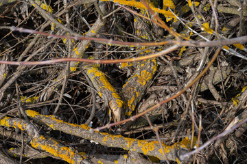 A pile of dry twigs as a background.