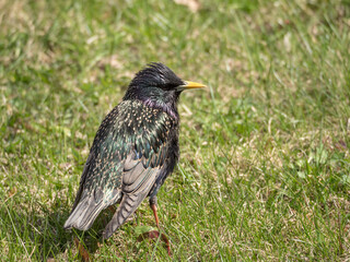portrait of a starling