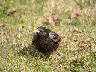 starling in spring
